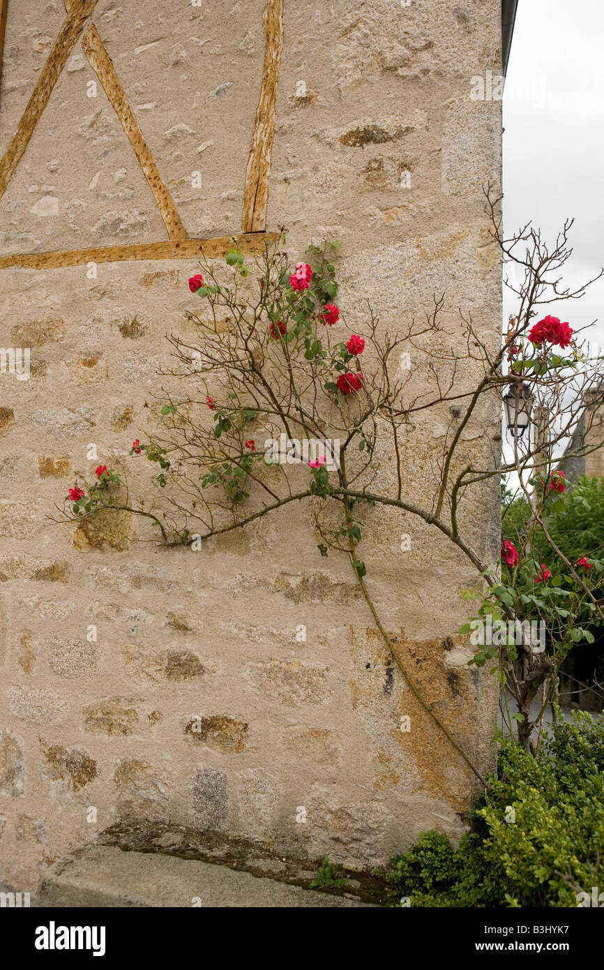 red roses climbing growing over an old stone wall with timber frame in Meymac, France Stock Photo