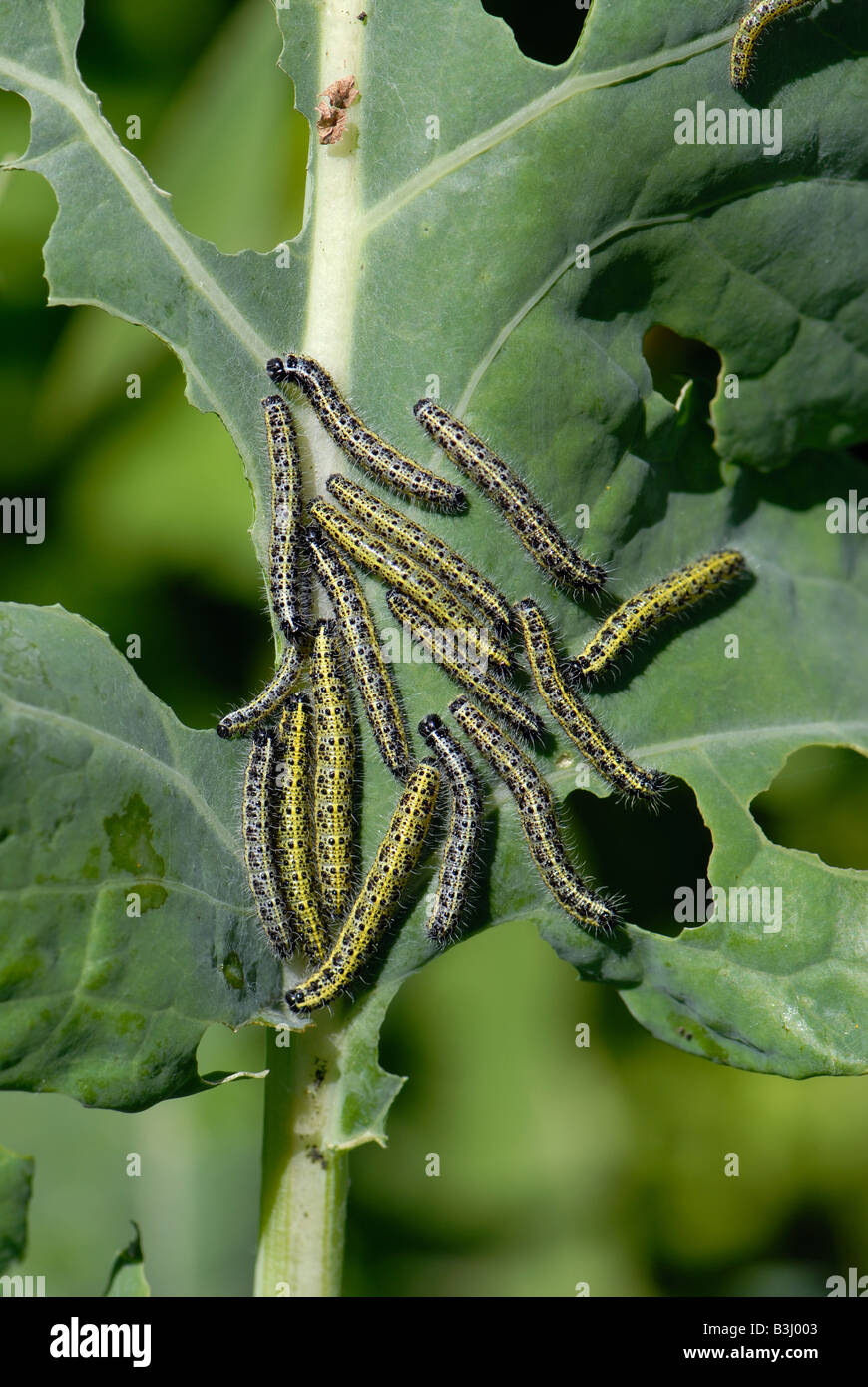 Caterpillars of a large white butterfly Pieris brassicae on severely damaged cabbage leaf Stock Photo
