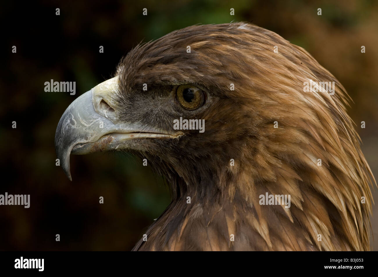 Golden Eagle Aquila Chrysaetos Portrait Captive Usa