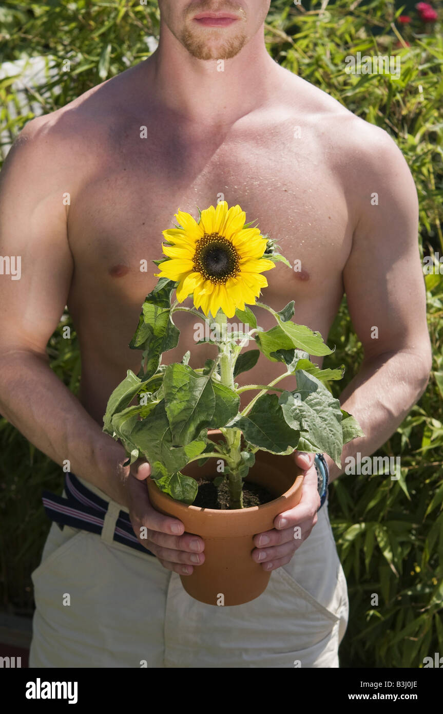 Sonnenblume Sunflower Stock Photo