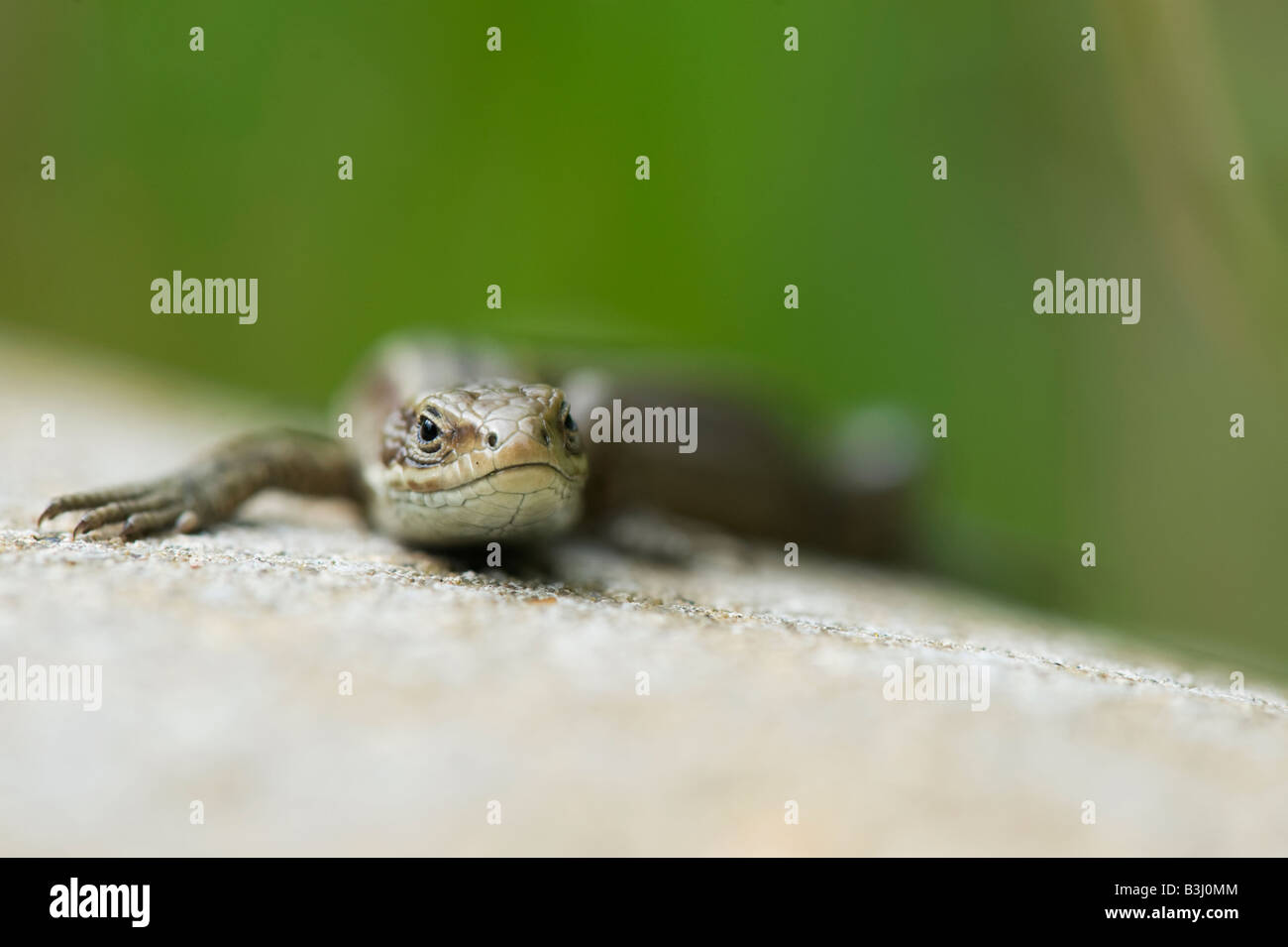 Zootoca vivipara. Common Lizard Stock Photo