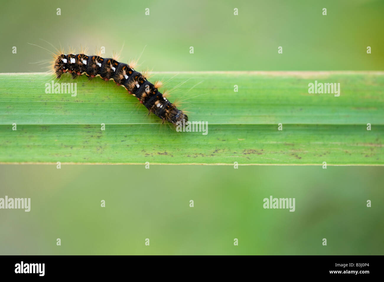 acronicta-rumicis-knot-grass-moth-caterpillar-stock-photo-alamy