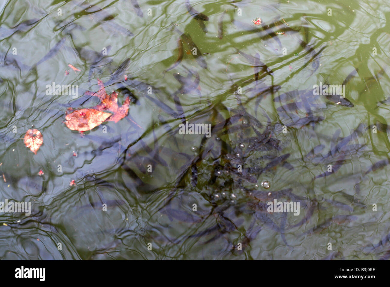 A community of fish swimming under the surface of the water Stock Photo