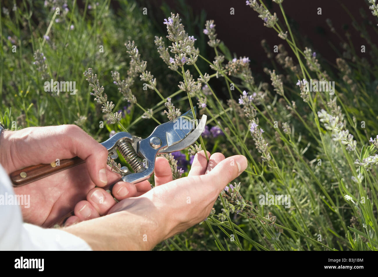 Lavendel Schneiden Harvesting Lavender Stock Photo 19450584 Alamy