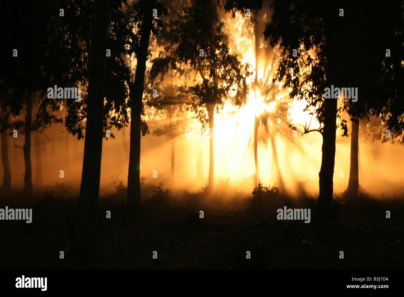 blazing forest dramatic scene in a forest at sunset Stock Photo