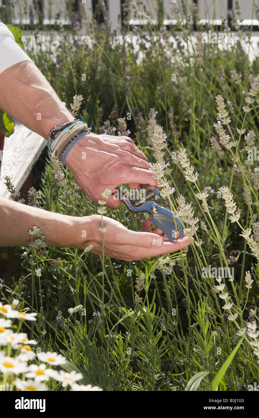 Lavendel schneiden Harvesting Lavender Stock Photo