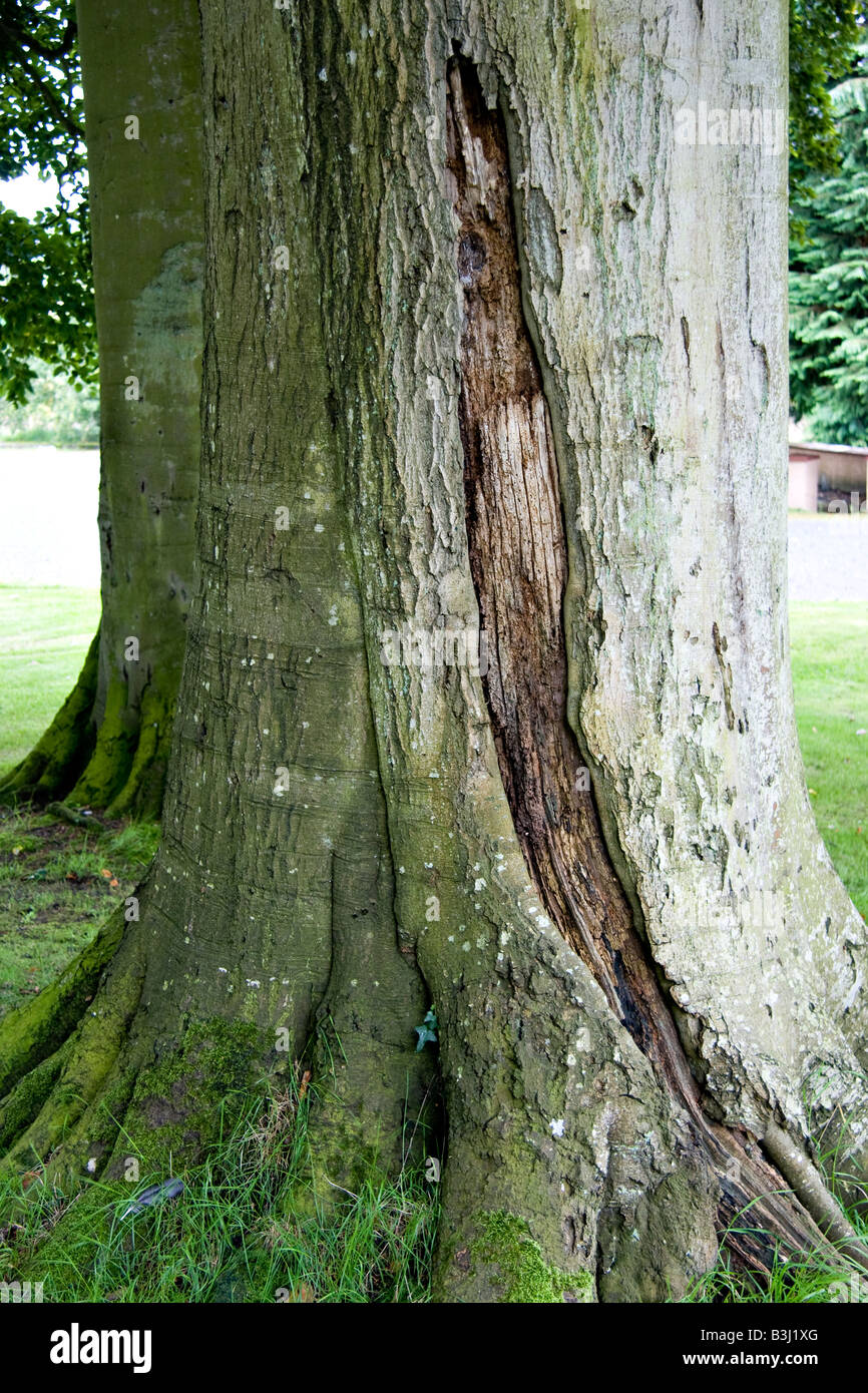 A woodworm ridden oak tree trunk where the bark has split Stock Photo