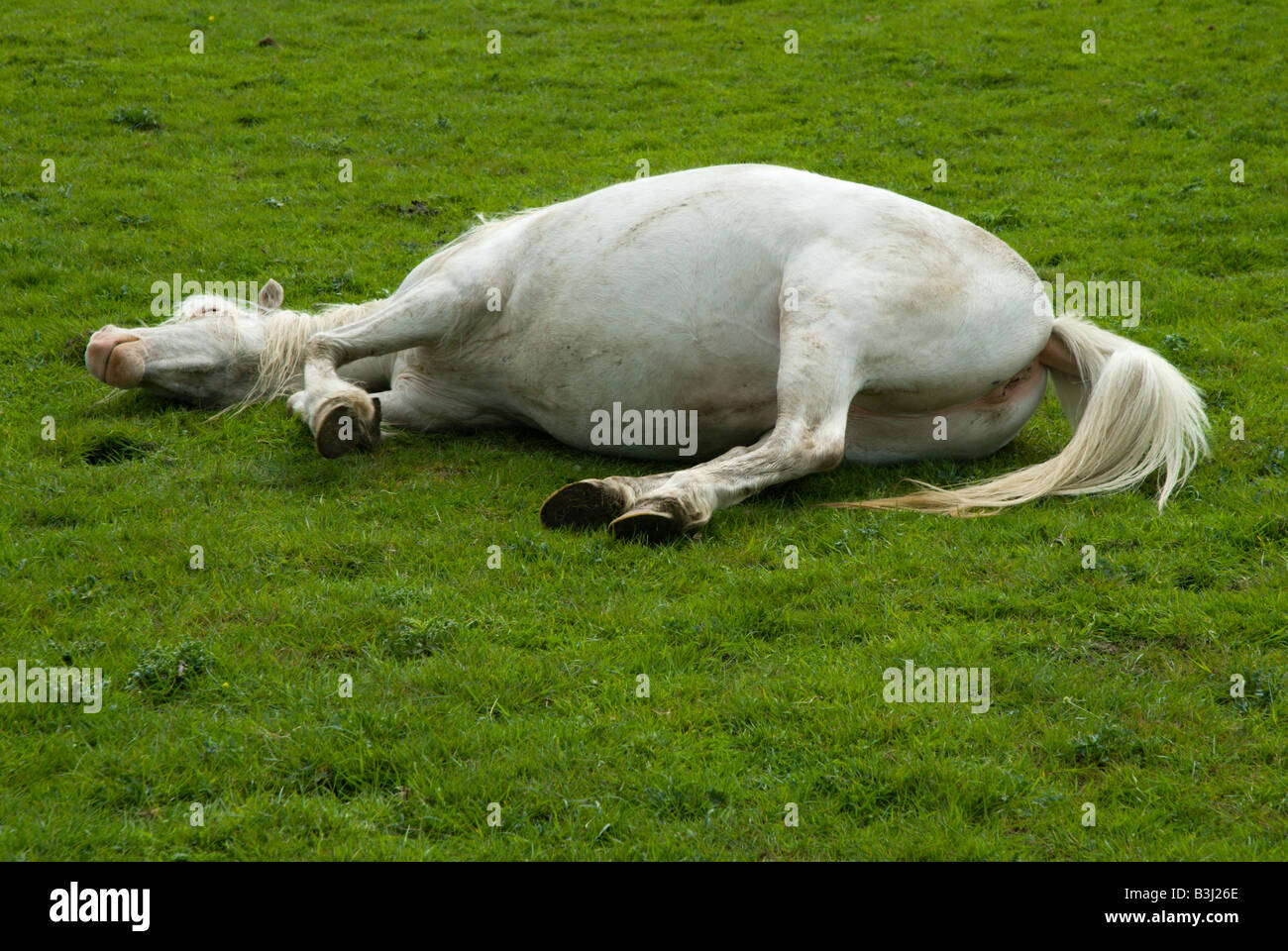 A white mare stretches and starts to roll on the green grass of Wolvercote  Common Stock Photo - Alamy