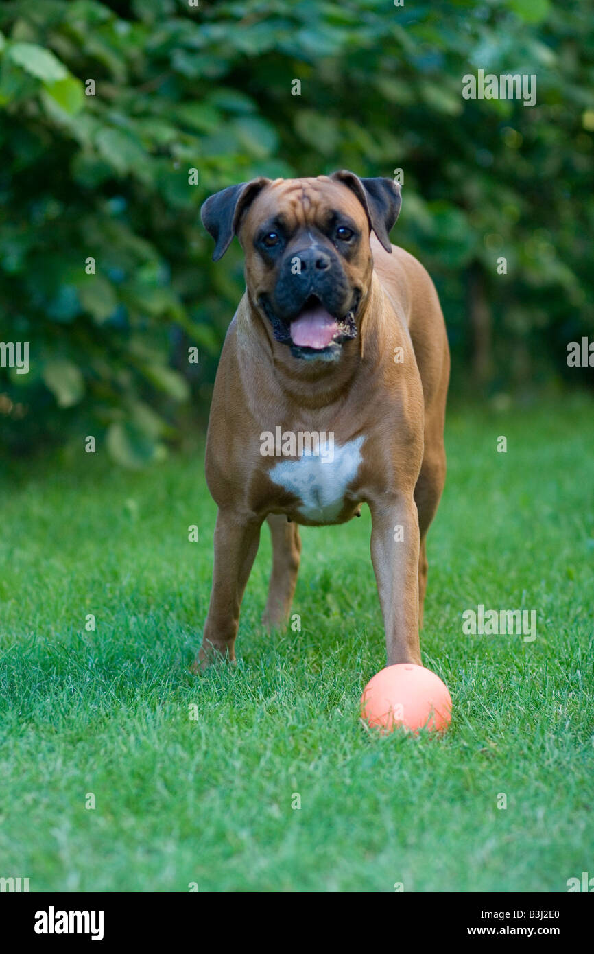 Portrait of female Boxer dog standing on the grass with mouth open and