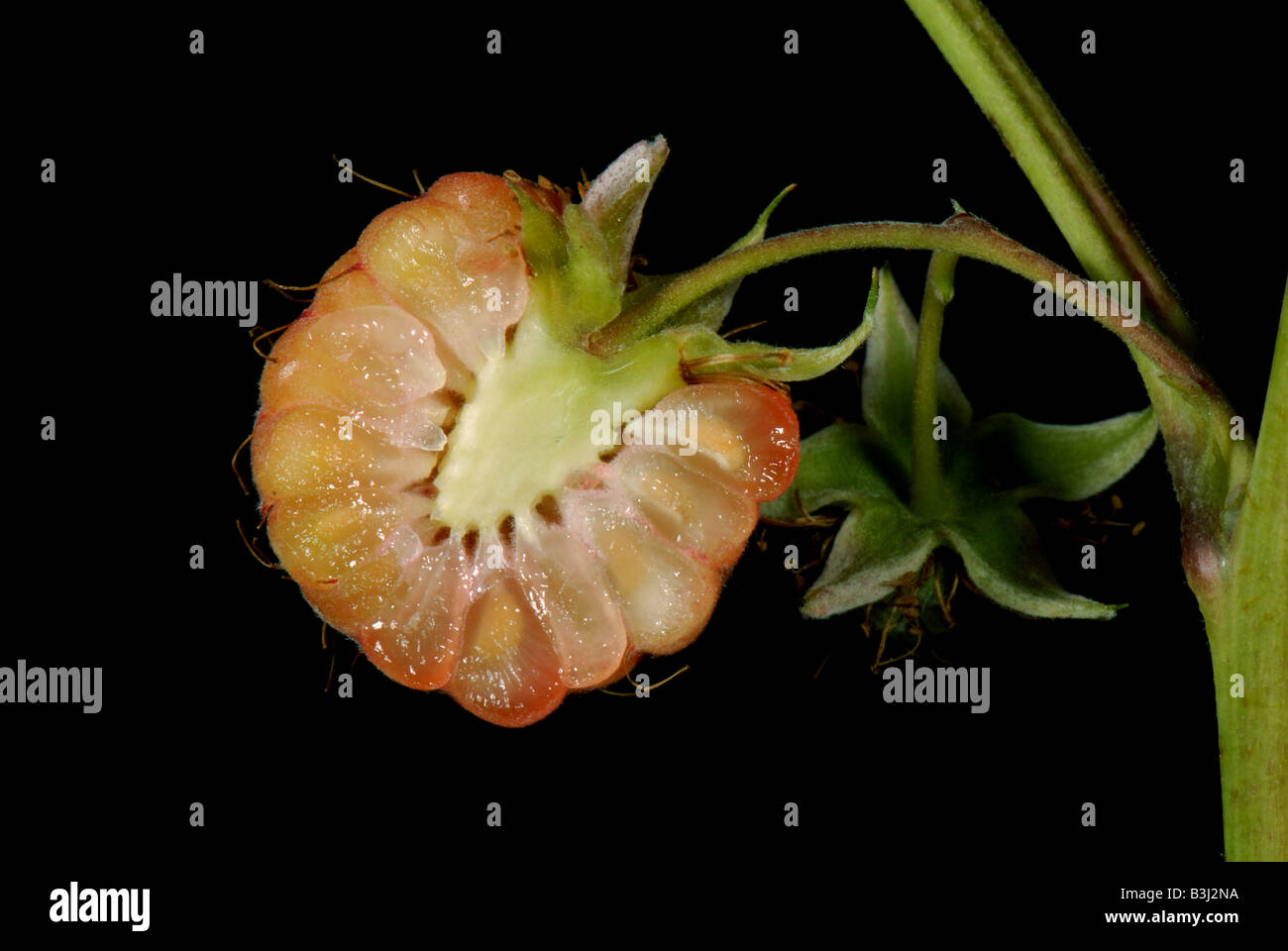 Section through a ripe raspberry fruit showing druplets and receptacle Stock Photo