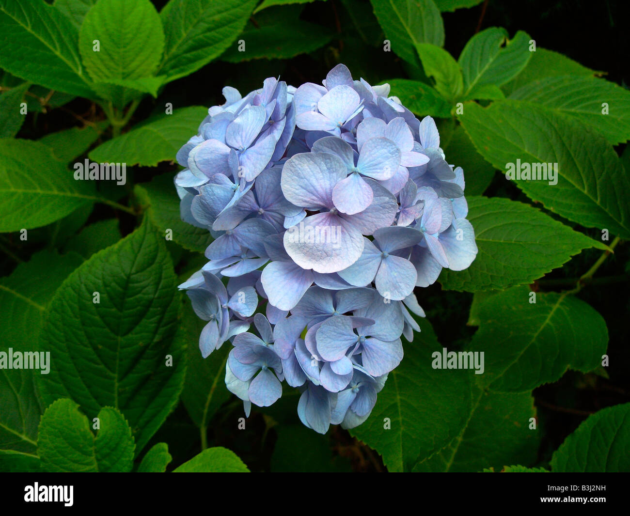 Hydrangea in flower, Plantae Division: Magnoliophyta Class: Magnoliopsida Order: Cornales Family: Hydrangeaceae Stock Photo