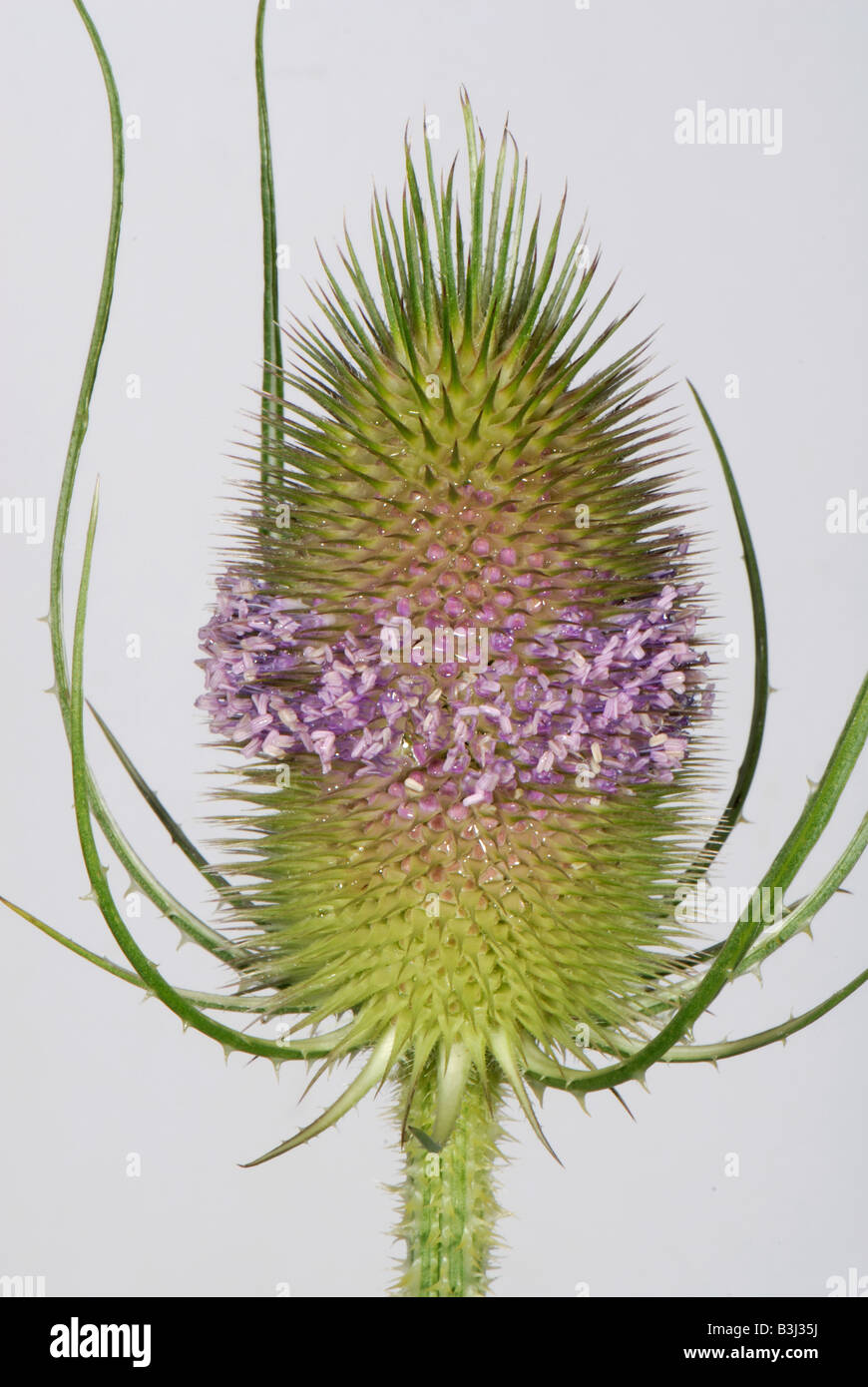 Teasel Dipsacus fullonum with a single whorl of open flowers on spiny flowerhead Stock Photo