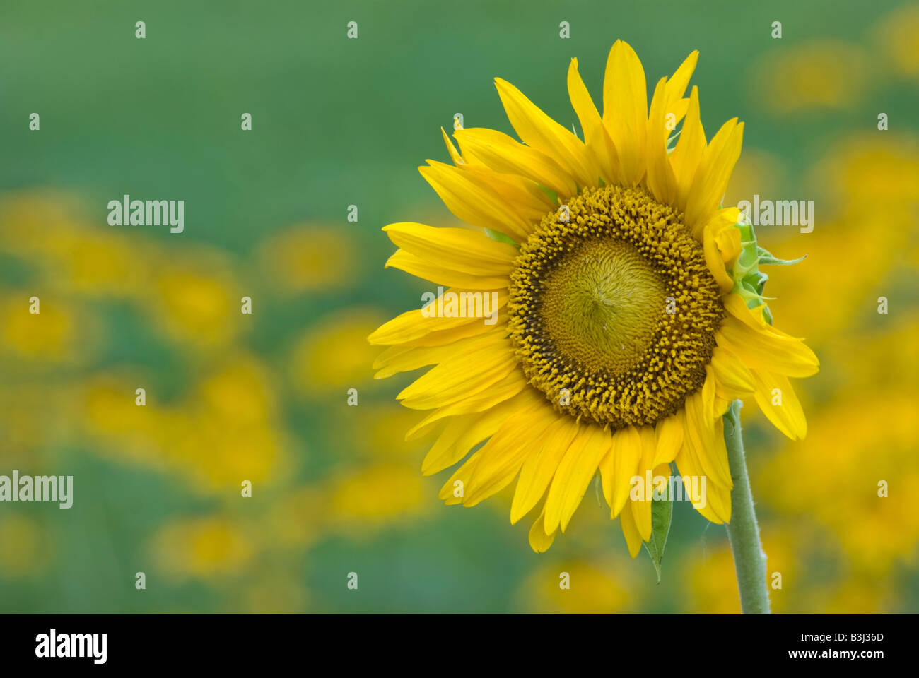 Sunflower in front of a field of yellow flowers Stock Photo - Alamy