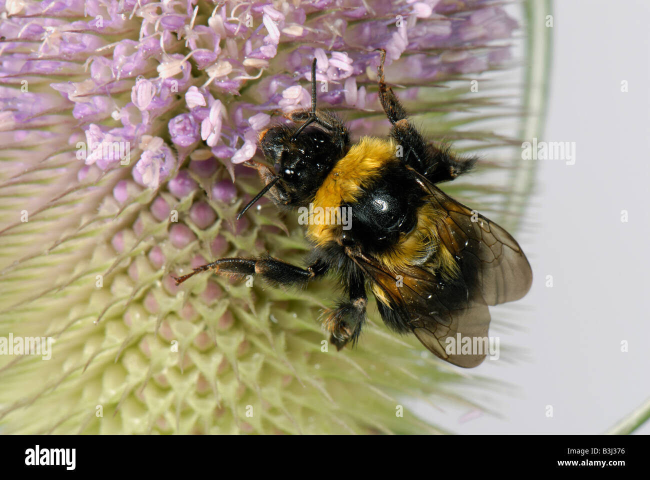 Garden bumblebee Bombus hortorum feeding on nectar from teasel flowers Stock Photo