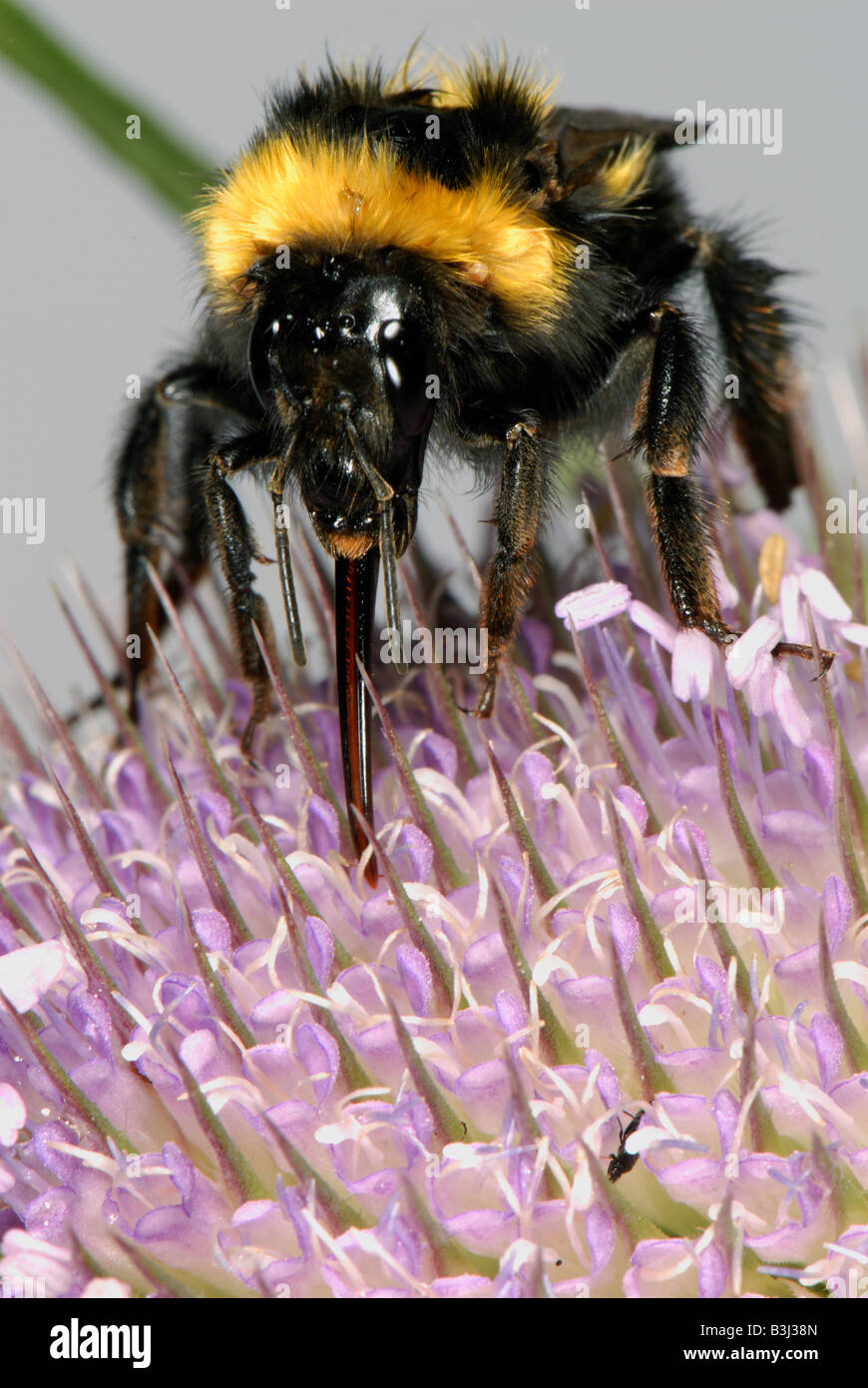 Garden bumblebee Bombus hortorum feeding on nectar from teasel flowers Stock Photo
