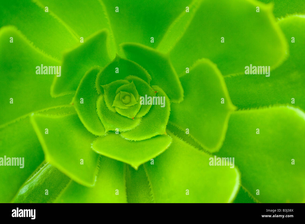 Close Up of an Aeonium Whorl Stock Photo