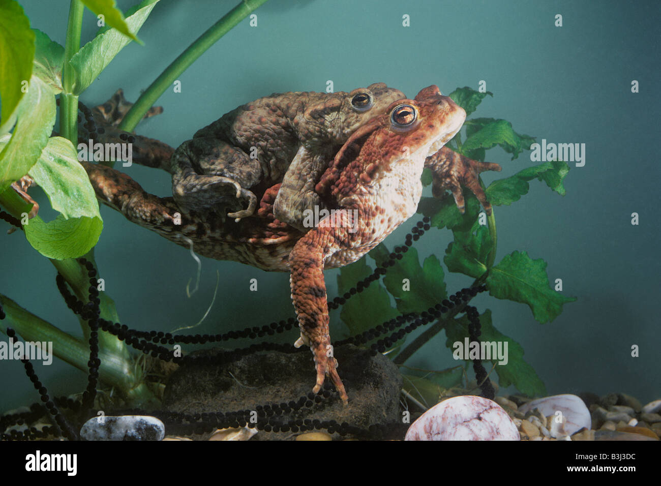 Common toad Bufo bufo pair in amplexus, female underneath red brown is laying spawn Stock Photo