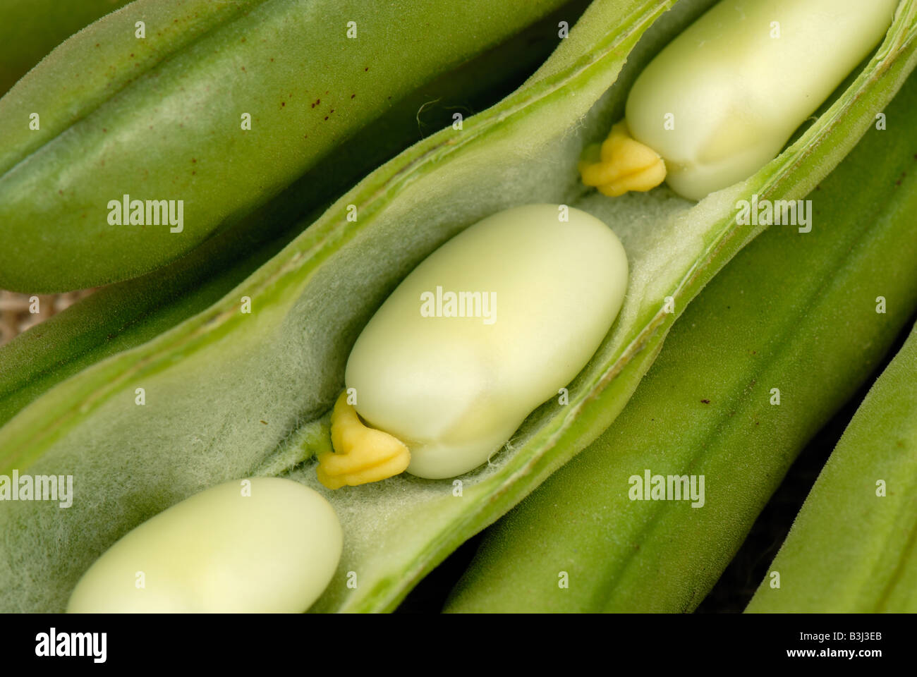 Bean Pod High Resolution Stock Photography and Images Alamy