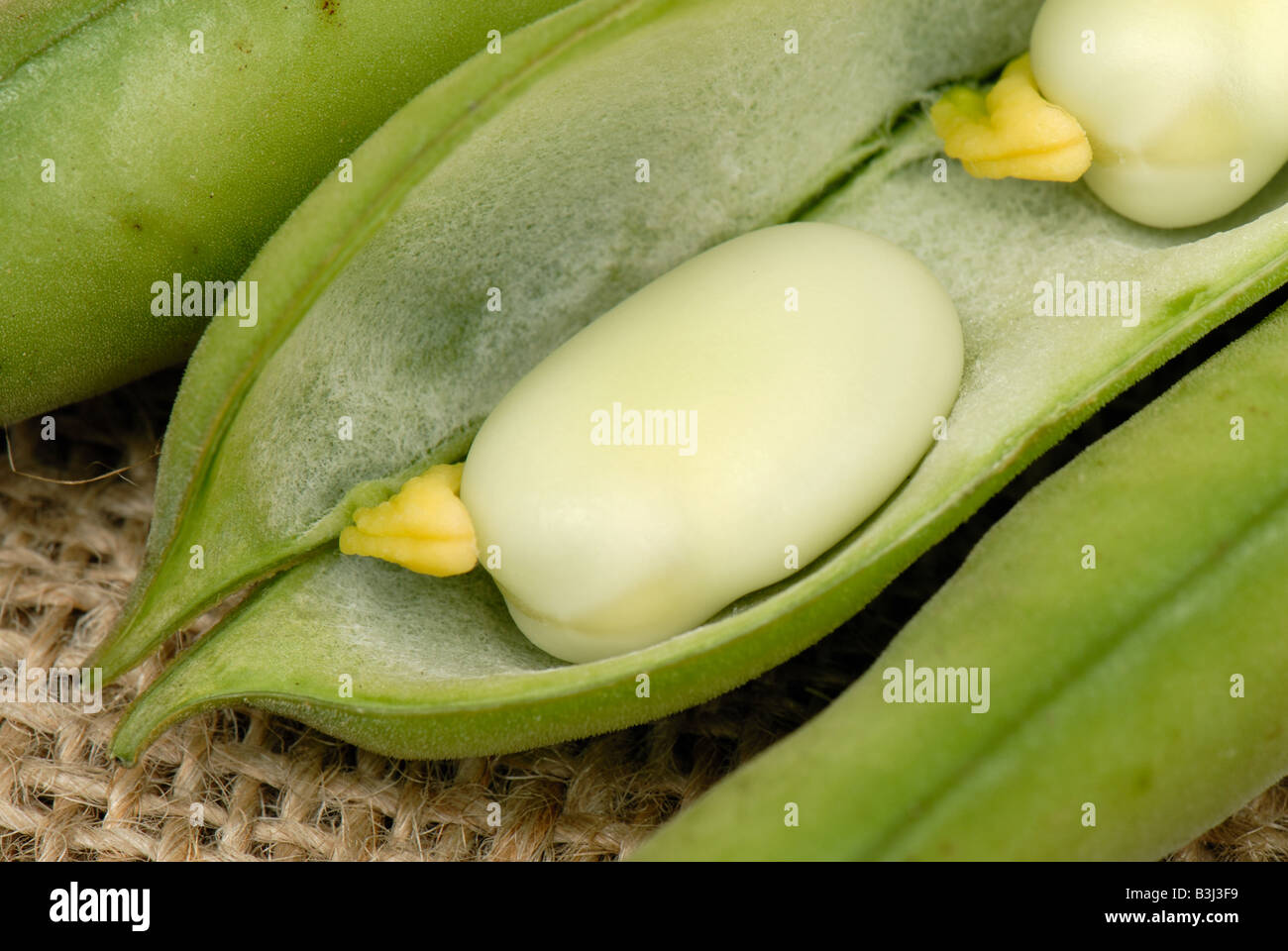 Broad bean pod opened to show fresh green broad beans felt lined pod Stock Photo