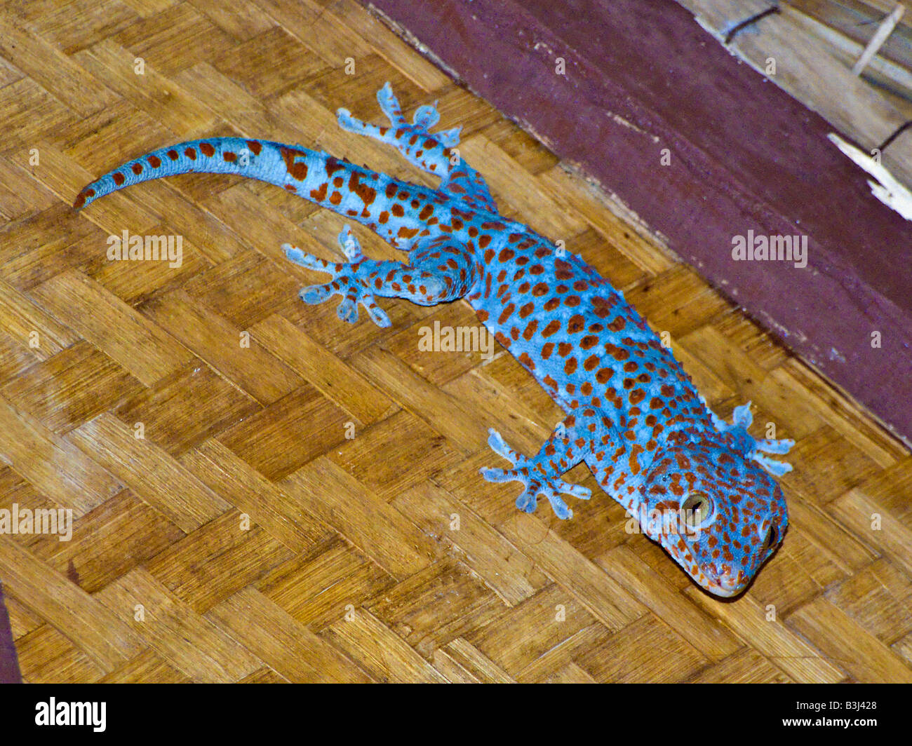 Giant Tokay Gecko