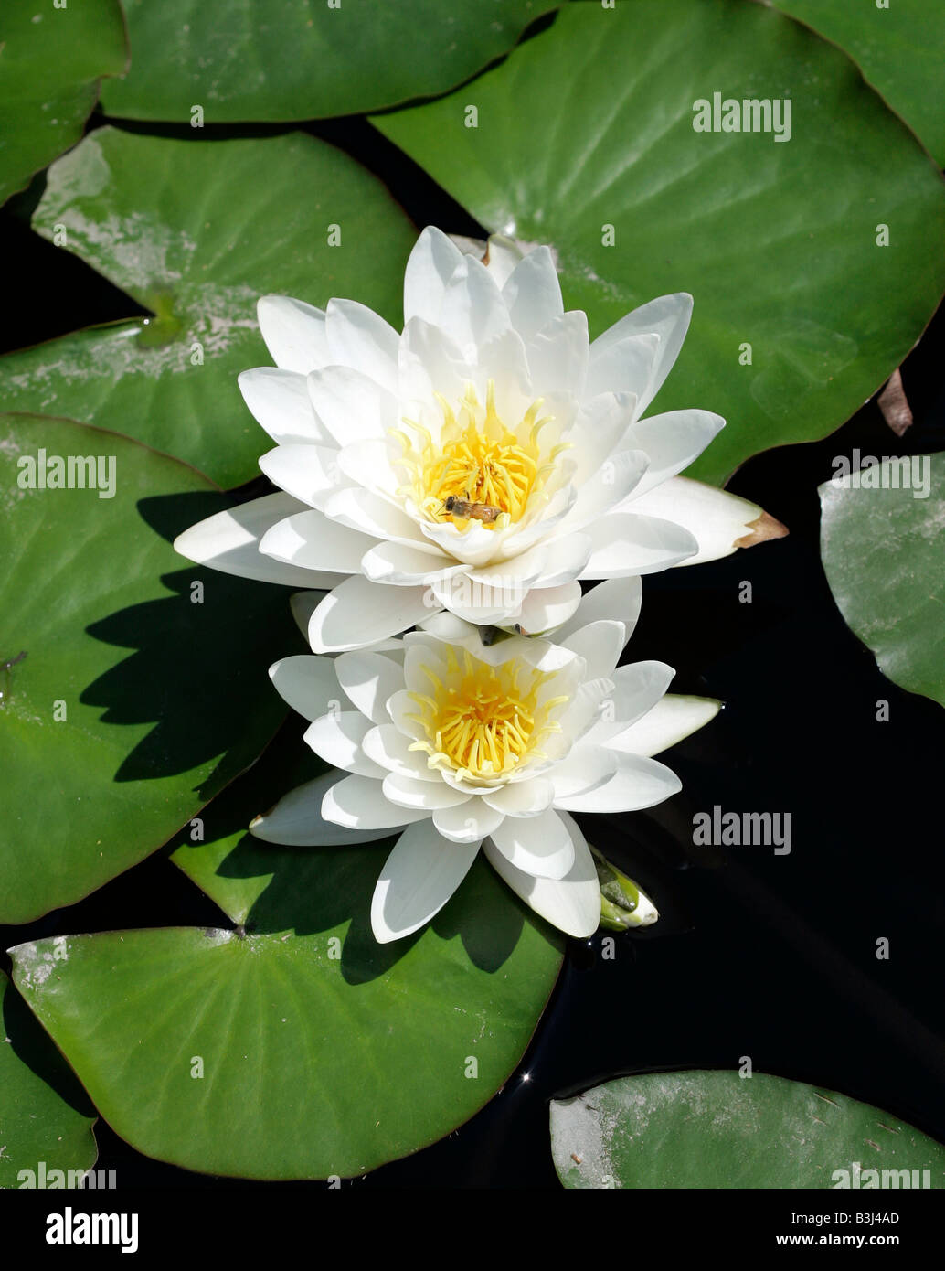 Hardy water lily hi-res stock photography and images - Alamy