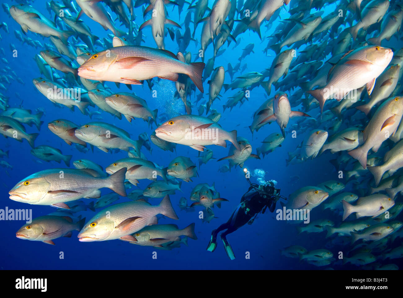 Scubadiver observing a scholl of dogtooth snappers matting around Ras Mohammed. Stock Photo