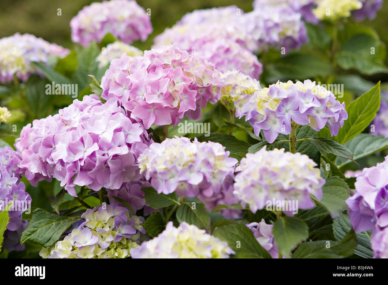 Mauve and lemon colour Hydrangea flowers Stock Photo