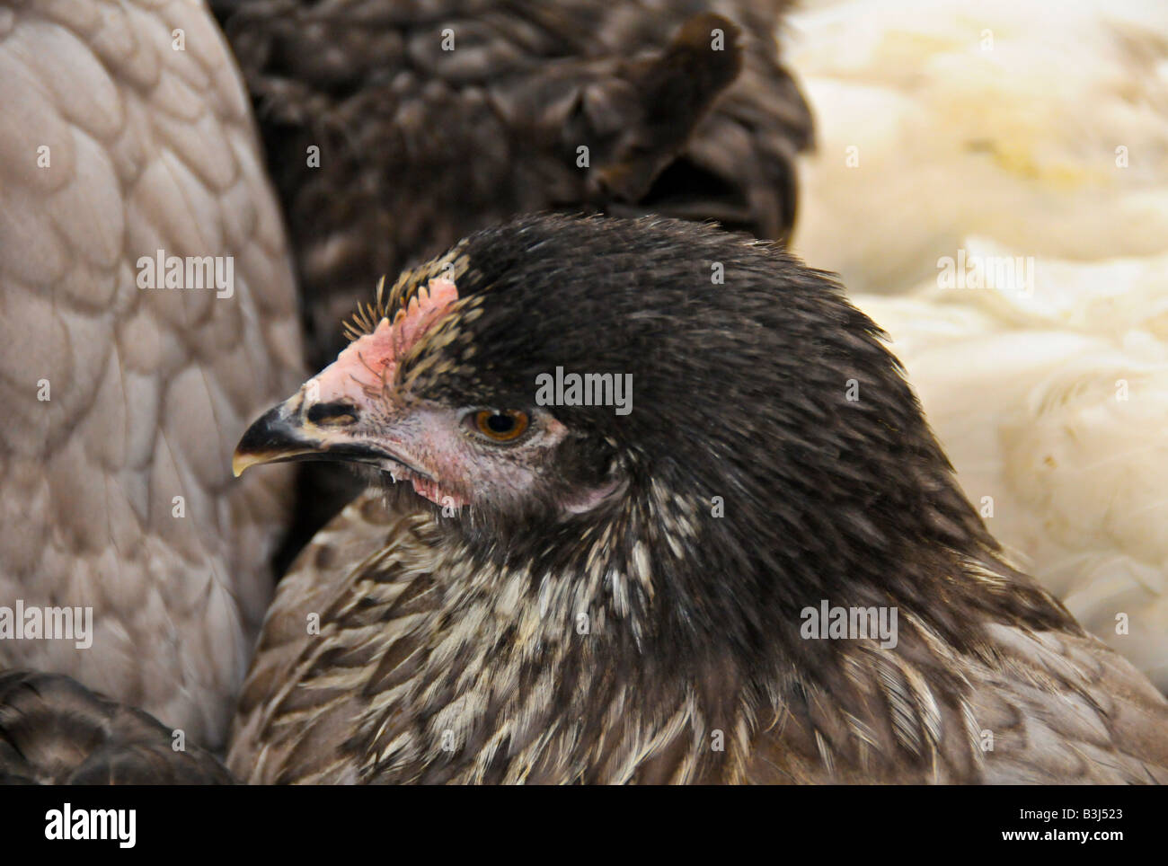 Hen Stock Photo