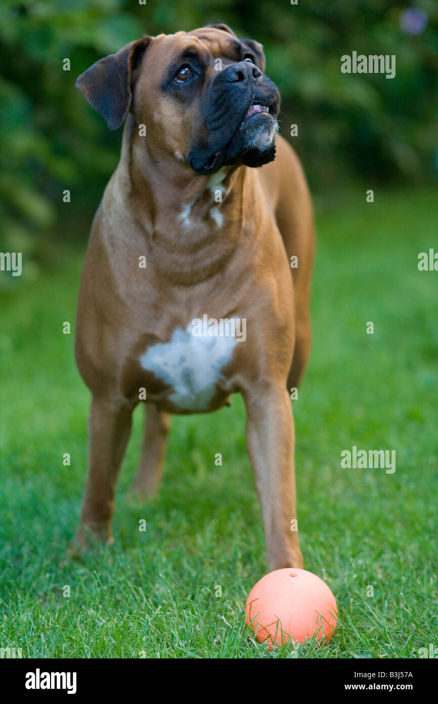 Portrait of female Boxer with ball standing on grass waiting to find