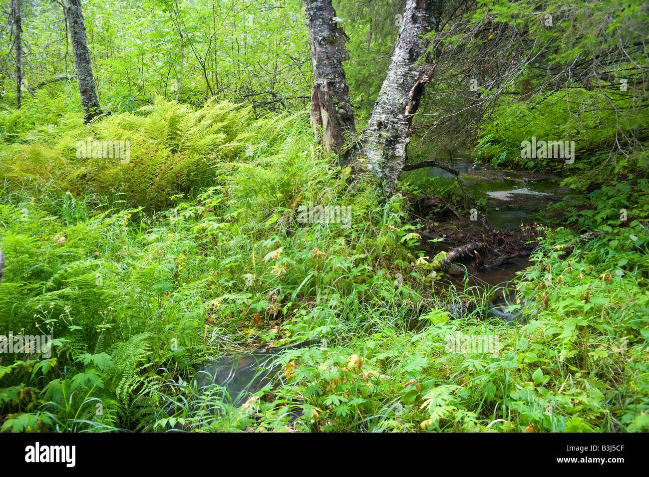 Wet forest floor hi-res stock photography and images - Alamy
