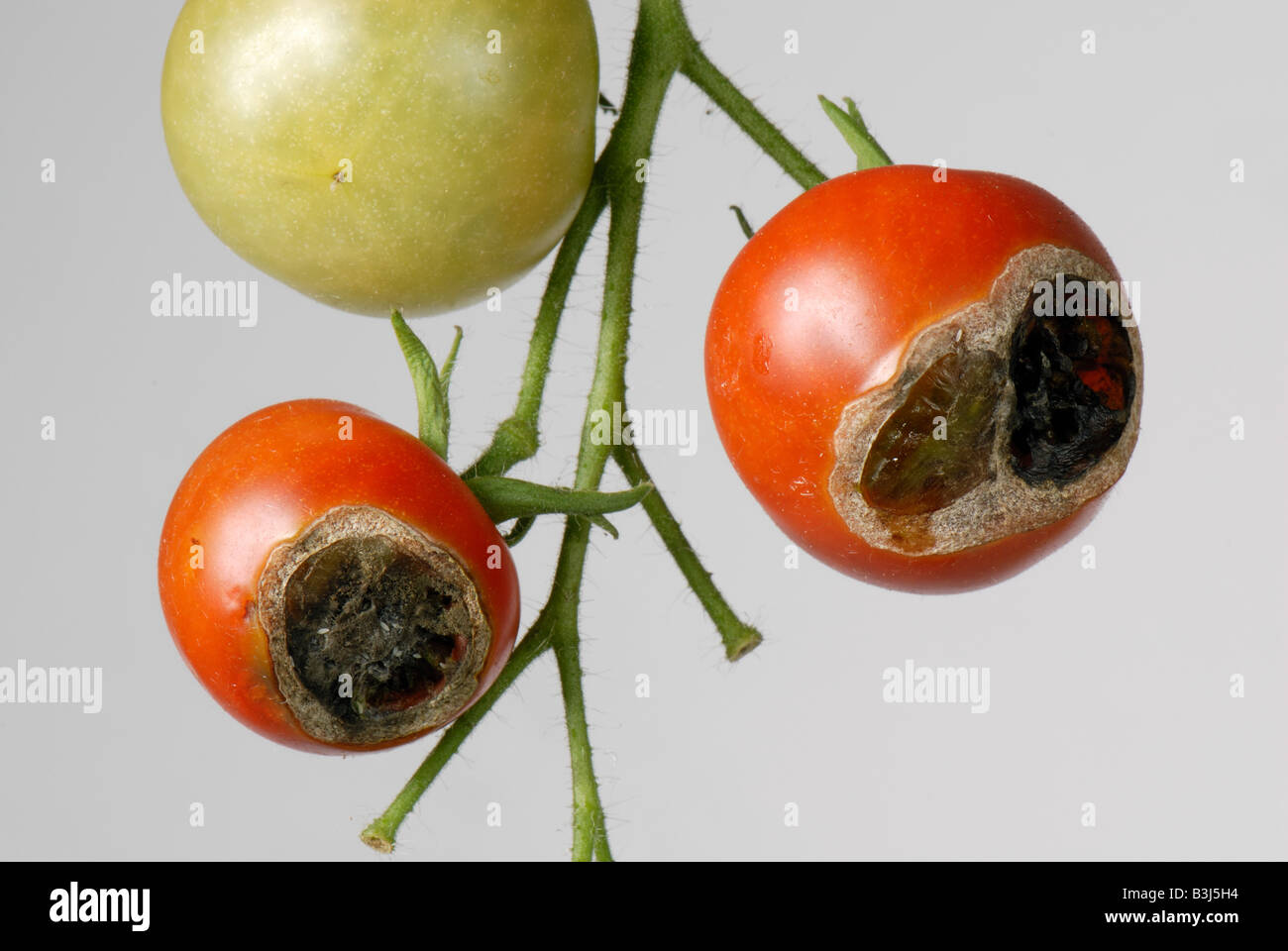 Garden snail Cornu aspersum grazing damage to blossom end of ripe gardeners delight cherry tomatoes Stock Photo