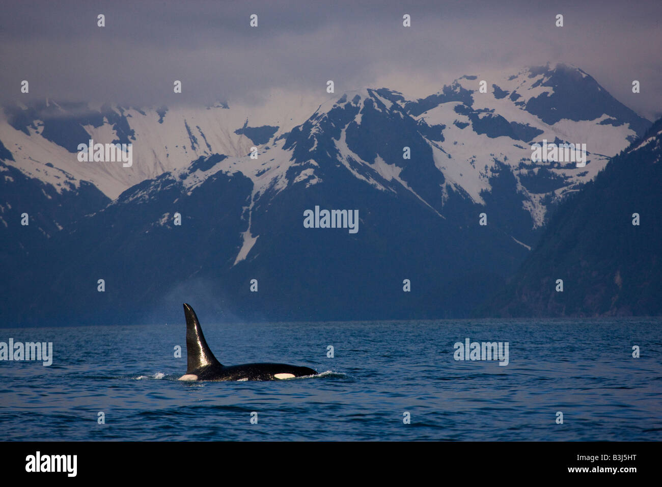 Orca whale along the Kenai Fjords National Park coast near Seward Alaska Stock Photo