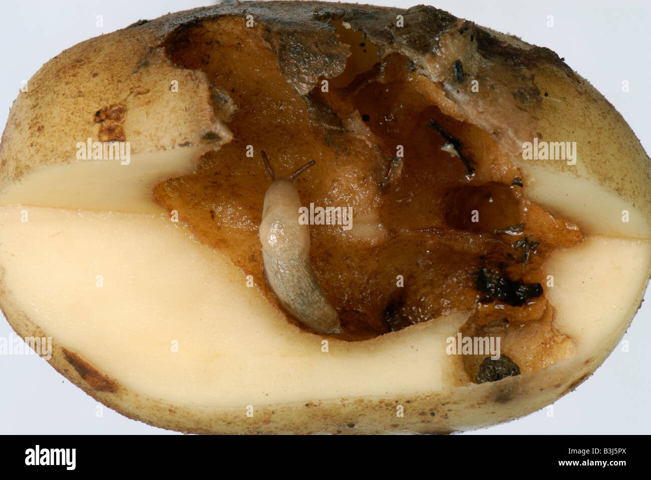 Grey field slug, Deroceras reticulatum, and damage to a potato tuber variety Kestrel Stock Photo