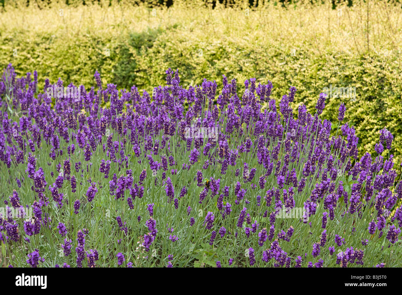 Lavender in bloom Stock Photo Alamy