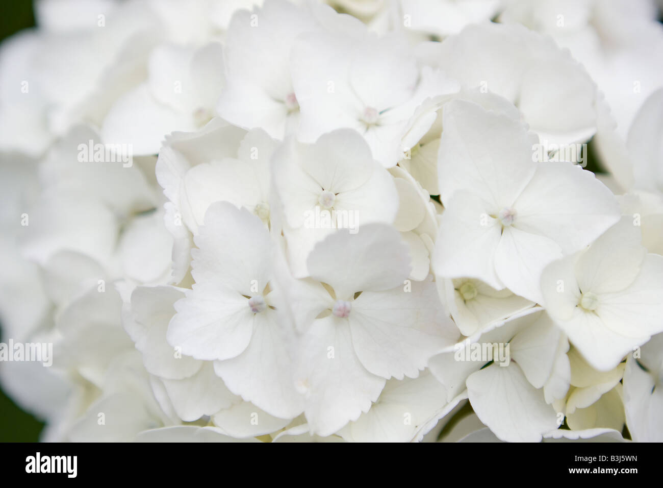 White Hydrangea flowers Stock Photo - Alamy