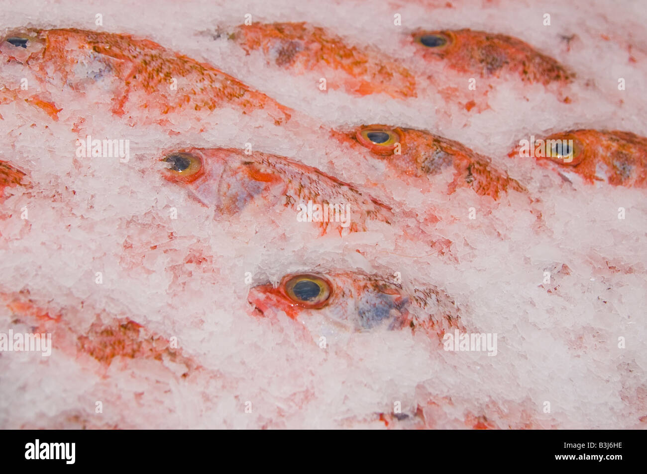 deep sea fish on ice Stock Photo