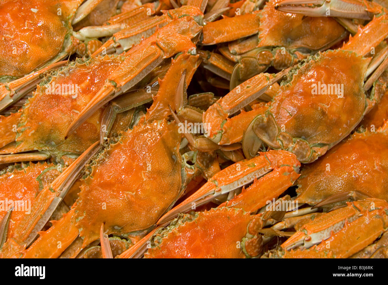 cooked blue swimmer sand crabs Stock Photo