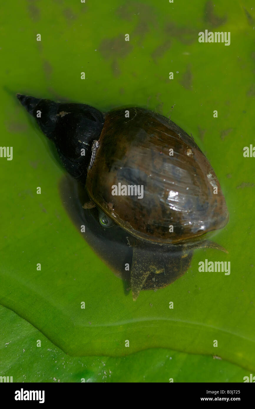 Great Pond Snail Stock Photo Alamy