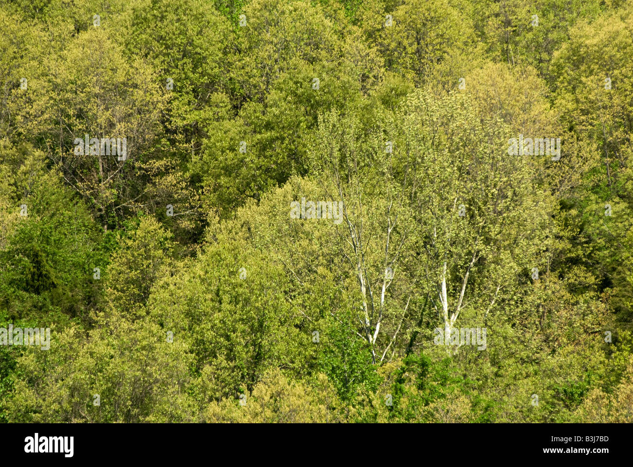 New spring foilage on deciduous trees along the Buffalo National River in the Ozark Mountains region of Arkansas Stock Photo