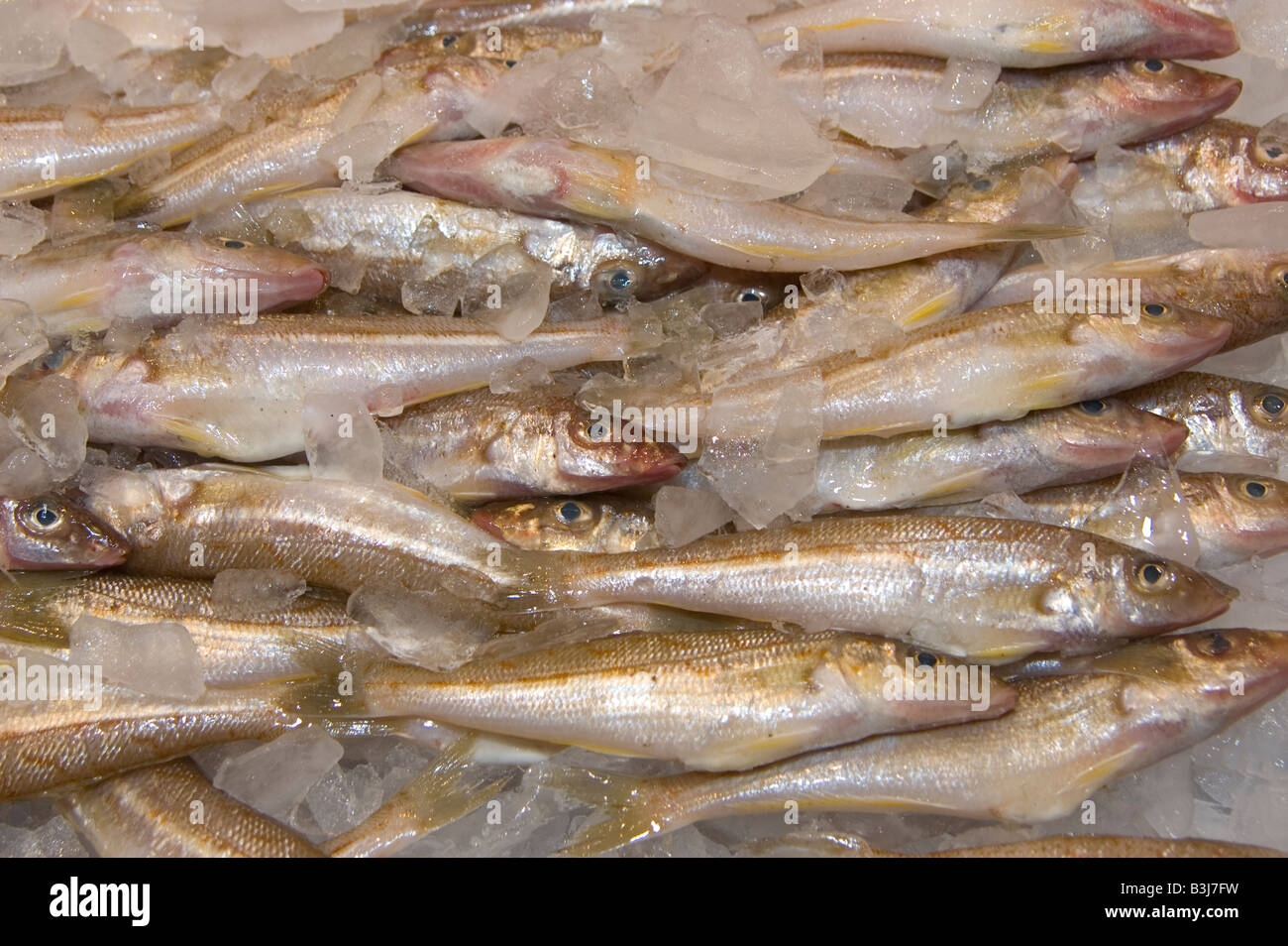 whiting Sydney Australia Stock Photo Alamy