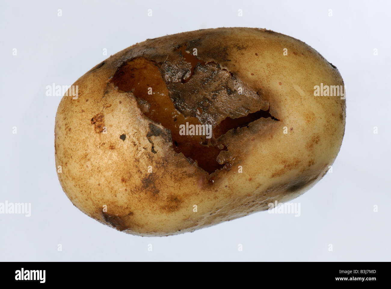 Slug damage to a potato tuber variety Kestrel Stock Photo