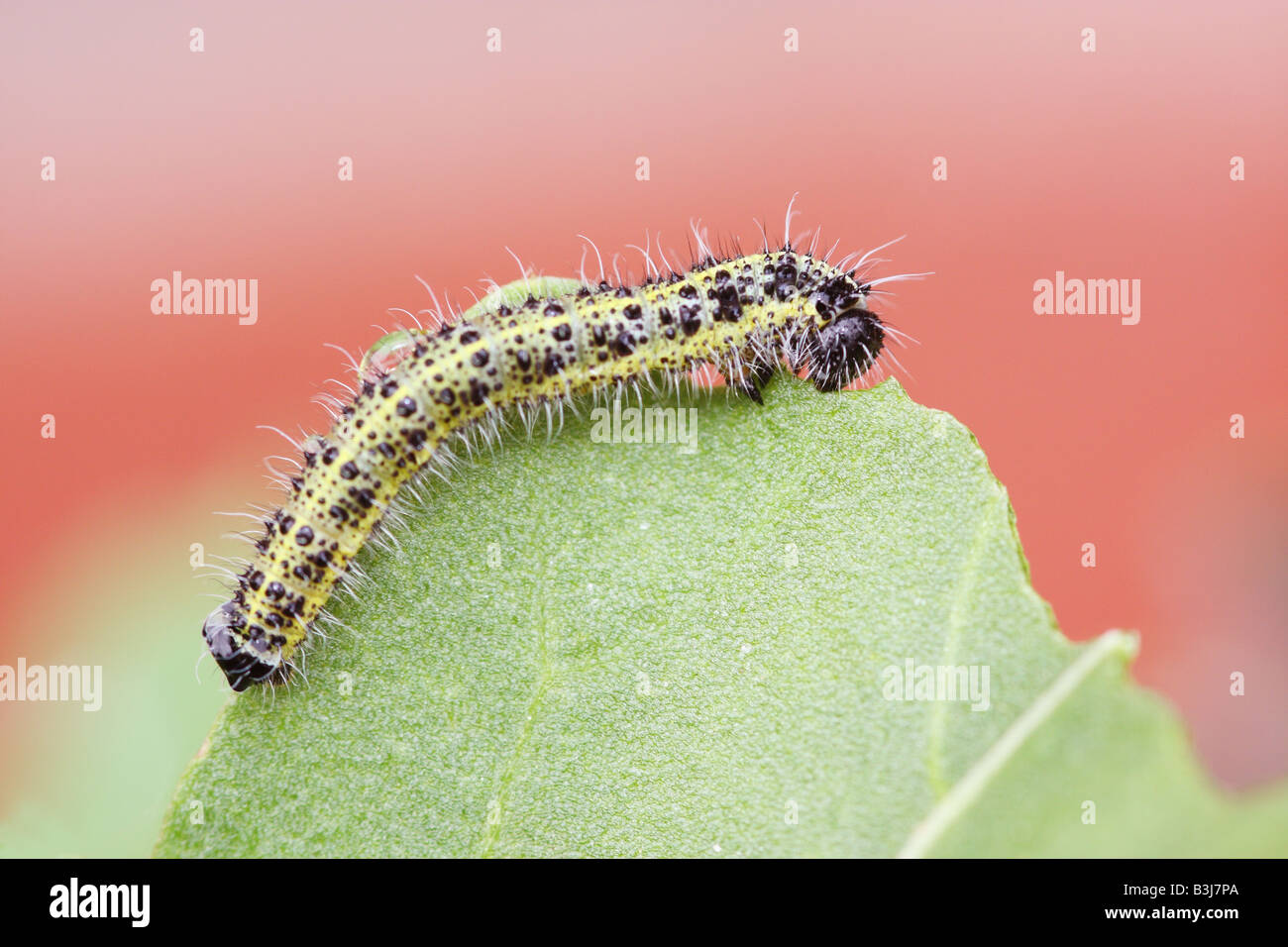 Caterpillar eating a green leaf Stock Photo - Alamy