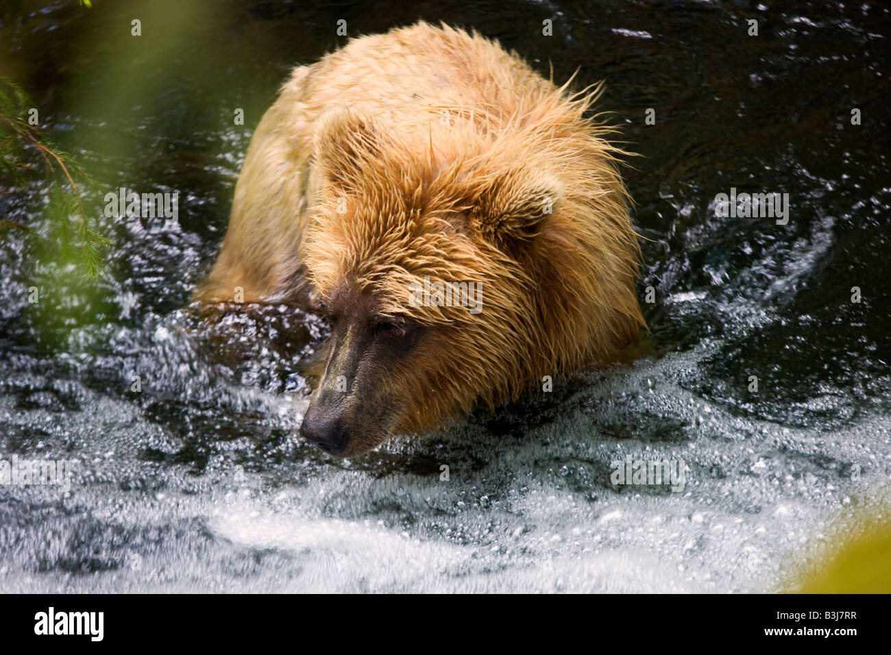 A Brown or Grizzly Bear Chugach National Forest near Seward Alaska Stock Photo