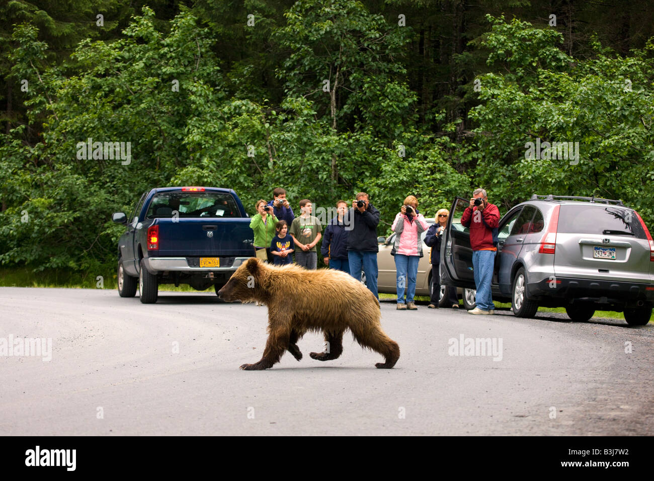 Visitors watching a Brown or Grizzly Bear Chugach National Forest near Seward Alaska Stock Photo