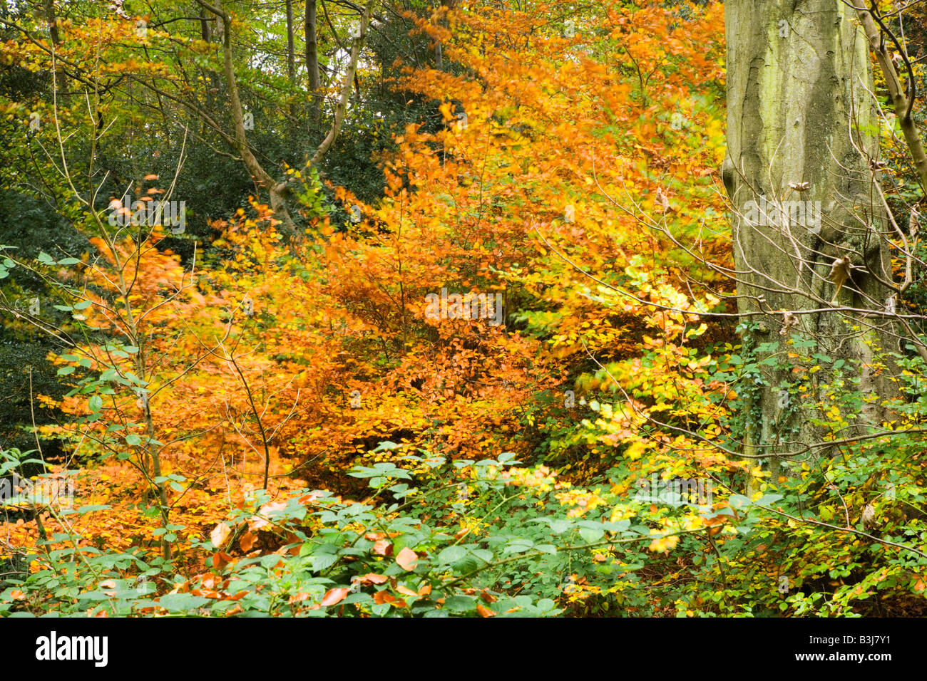 Autumn View of Kirk Wood an Ancient Woodland on the Chadkirk Estate at Romiley in Stockport Stock Photo