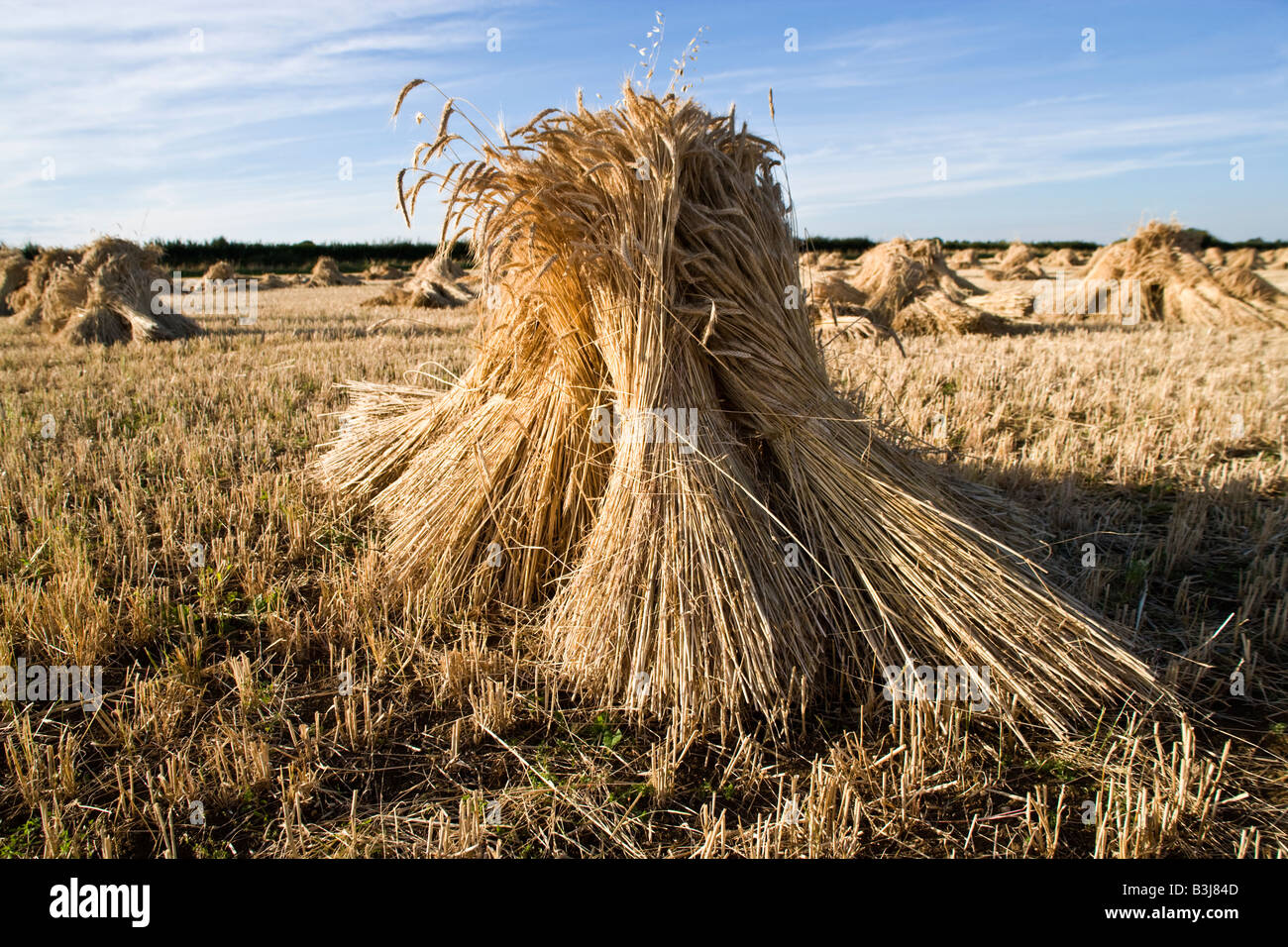 Corn sheaves hires stock photography and images Alamy
