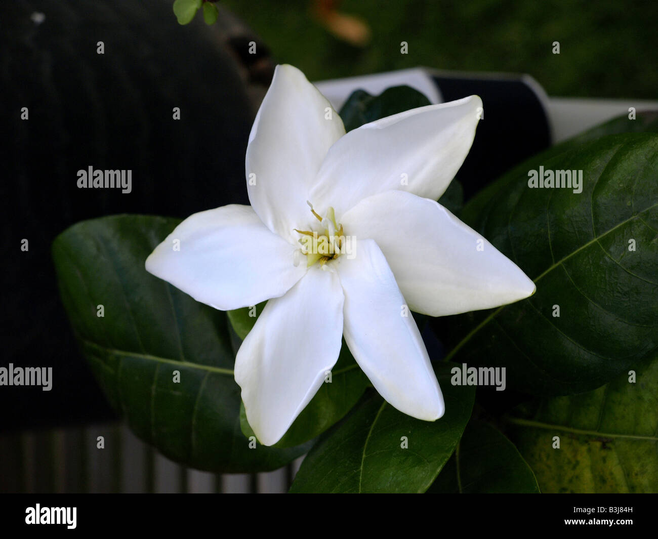 White Tahitian Gardenia, tiare, white star flower Stock Photo