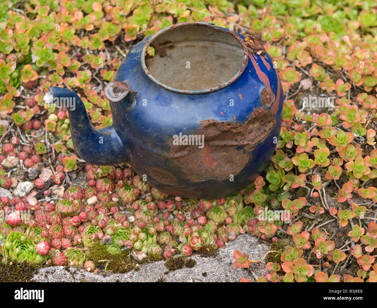 old broken rusty tea pot on stone covered with Sedum glaucophyllum