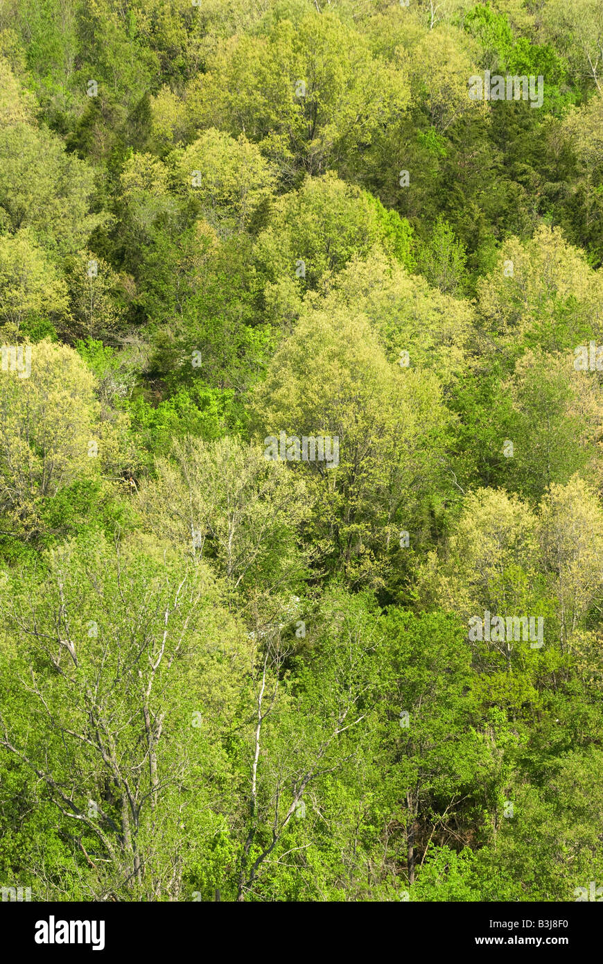 New spring foilage on deciduous trees along the Buffalo National River in the Ozark Mountains region of Arkansas Stock Photo