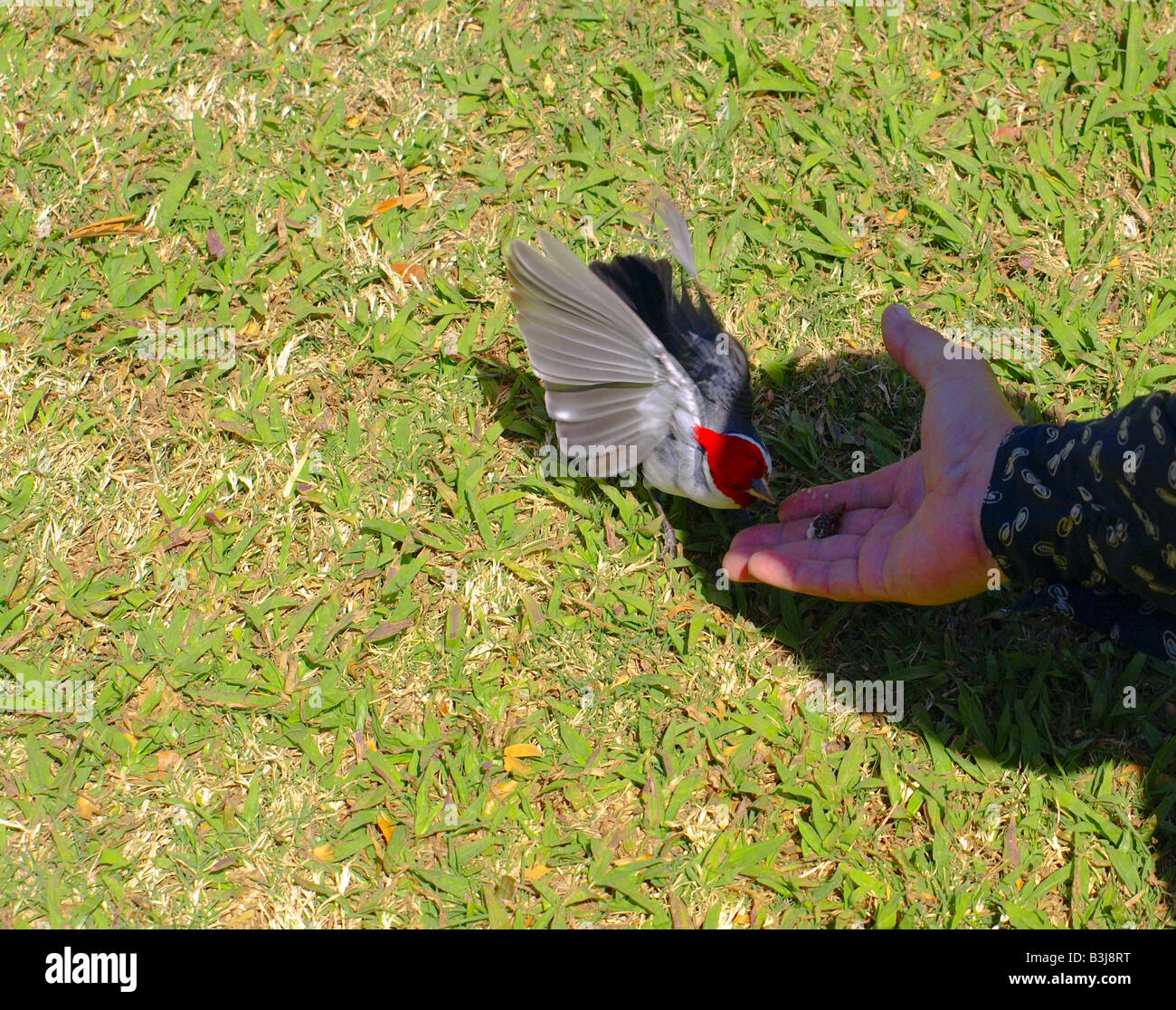 hand feeding a red cardinal bird Stock Photo
